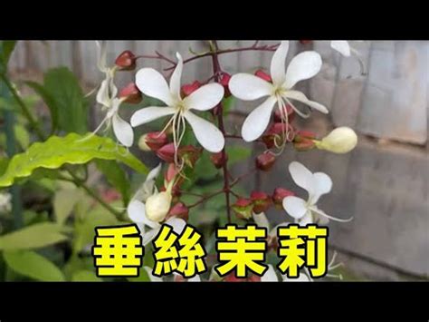 垂枝茉莉風水|垂枝茉莉的照顧